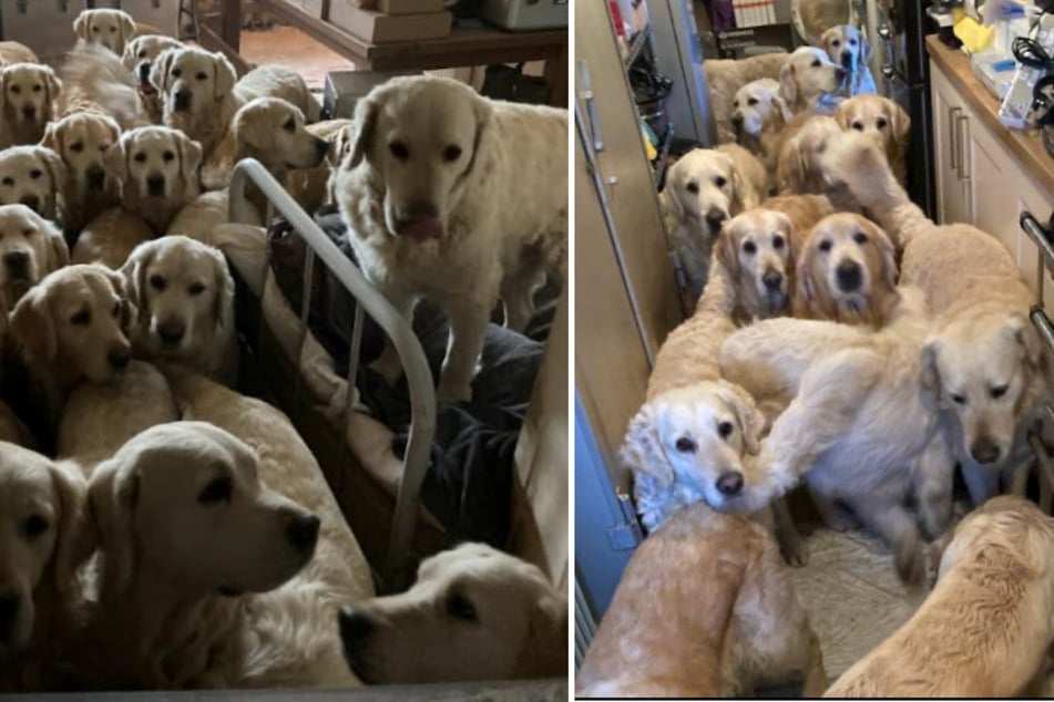 Las condiciones en las que vivían los 30 Golden Retriever eran más que deficientes.