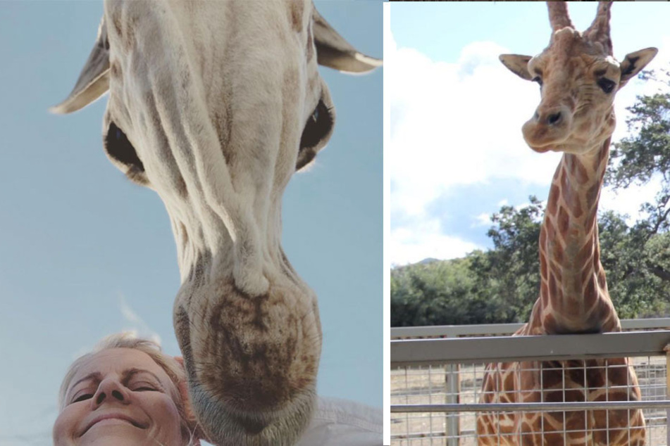 Lisa Semler poses with Stanley the Giraffe at Saddlerock Ranch.