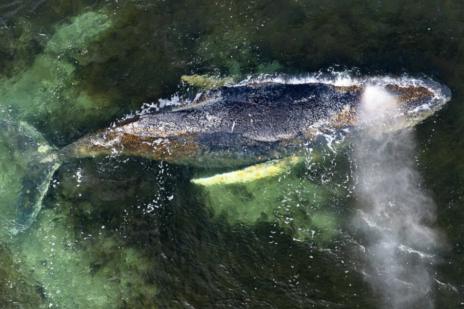 Der Buckelwal befindet sich nach wie vor vor der Insel Poel, wo er wohl seine letzten Lebenstage verbringen wird.