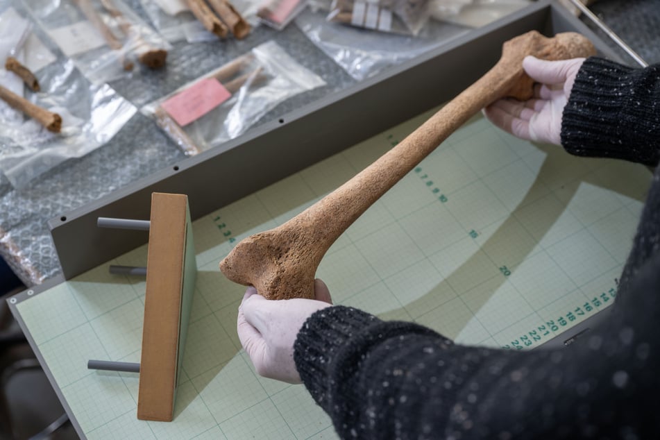 Der Oberschenkelknochen eines Mannes aus der Epoche der Linienbandkeramik wird am Landesamt für Denkmalpflege und Archäologie Sachsen-Anhalt in Halle vermessen.