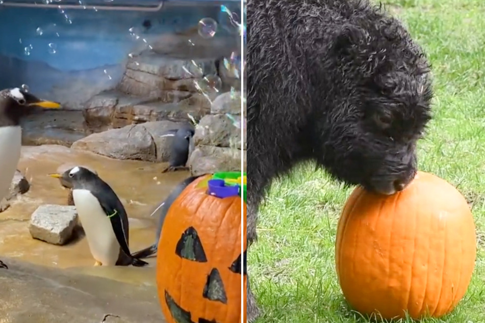 Zoo animals across the US are getting into the Halloween spirit by playing with pumpkins.