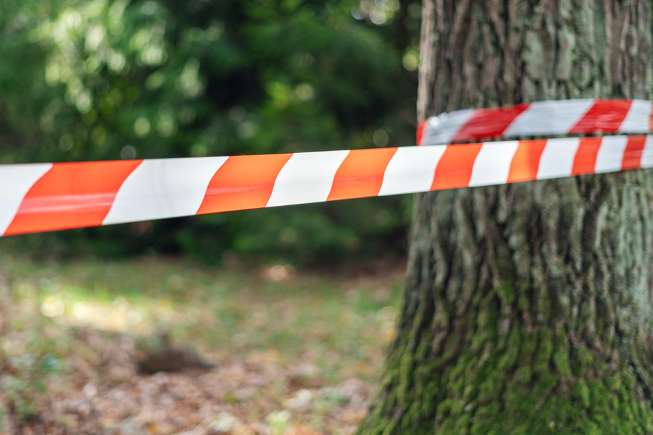 Im Landkreis Göttingen wurde ein Mann nach einer Kollision mit einem Baum schwer verletzt. (Symbolbild)