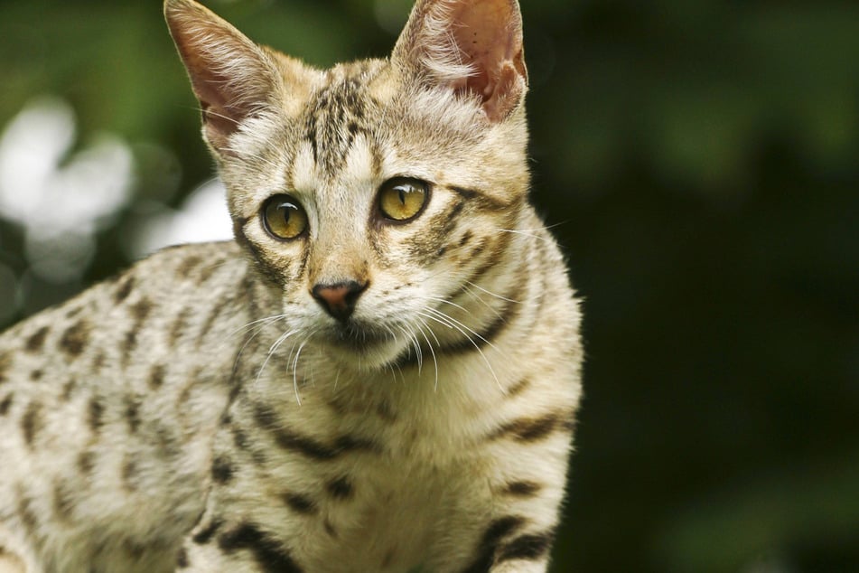 Savannah cats are like miniature cheetahs.