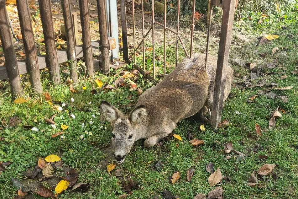 Ein Spaziergänger entdeckte das hilflose Tier zwischen Stäben des Gartentors.