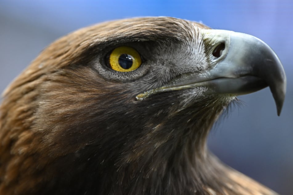 Der Steinadler war eigentlich in seinem Käfig festgebunden und wurde trotzdem entwendet. (Symbolbild)