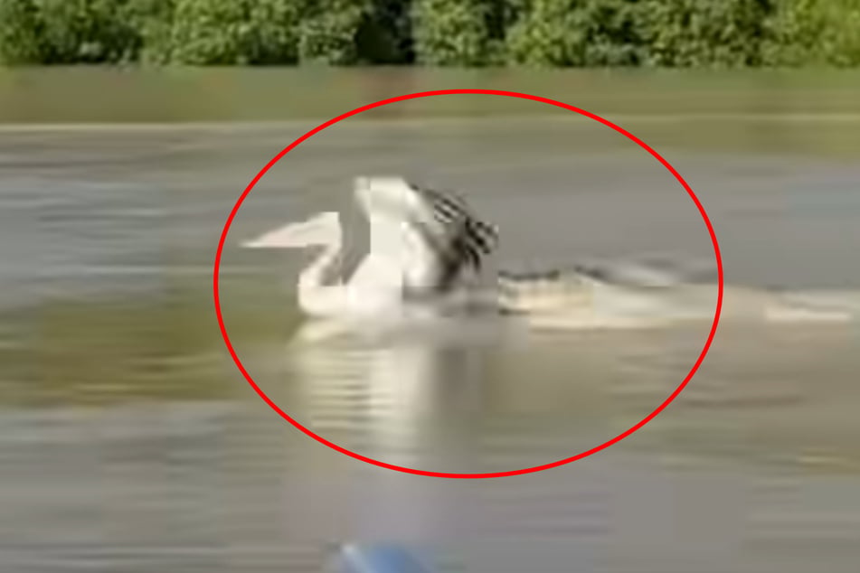 Das Krokodil verfolgt in dem Video einen Pelikan.
