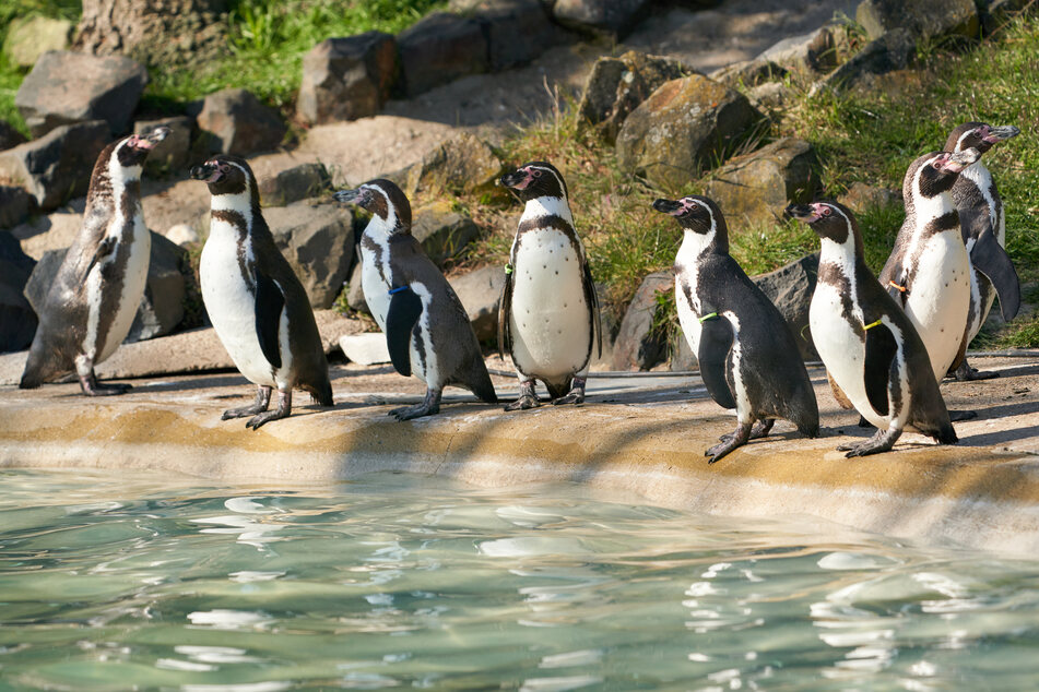 Die Pinguine im Neuwieder Zoo dürfen sich seit Montag wieder auf Besucher freuen.