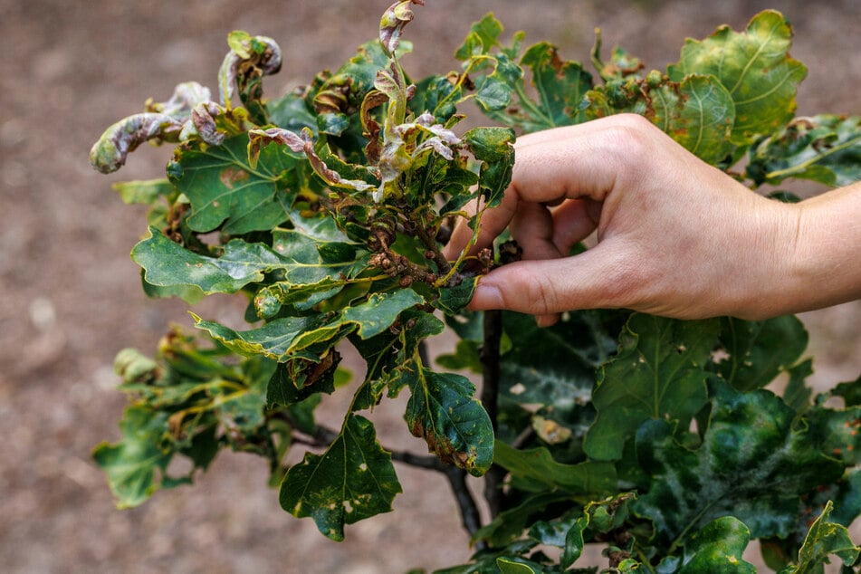 Frost, Hagel, Schädlinge, Krankheiten und nicht zuletzt Dürrezeiten haben diese Stiel-Eiche im Großen Garten stark geschädigt.