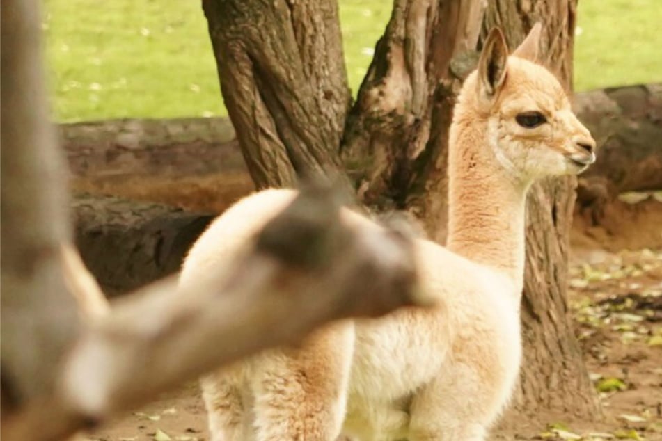 Hallo Helge, willkommen in Dresden!