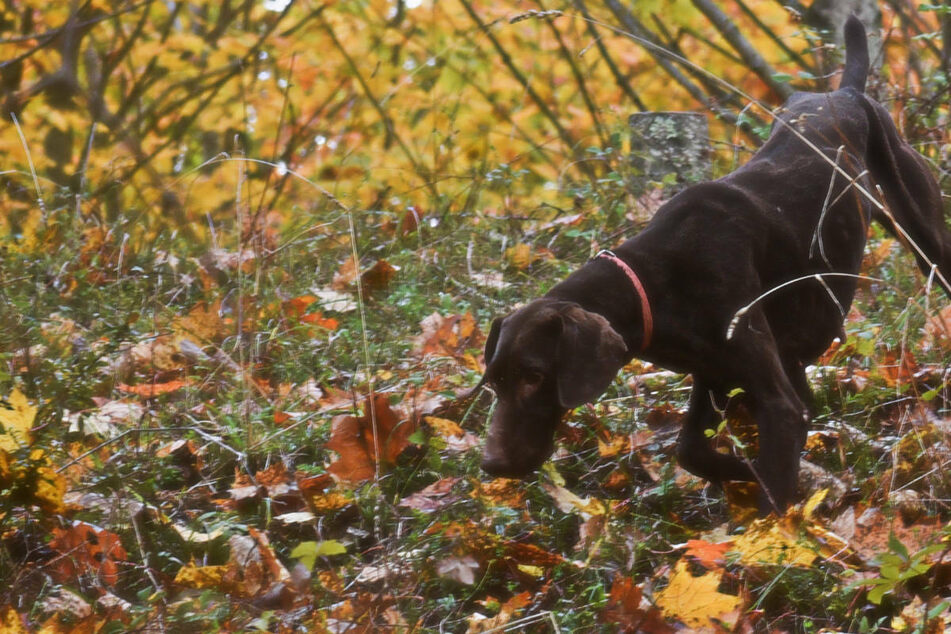 Herrchen geht mit Hund Gassi, der buddelt etwas Unerwartetes aus