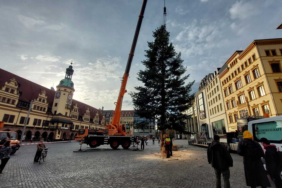 Der diesjährige Leipziger Weihnachtsbaum stammt aus Torgau.