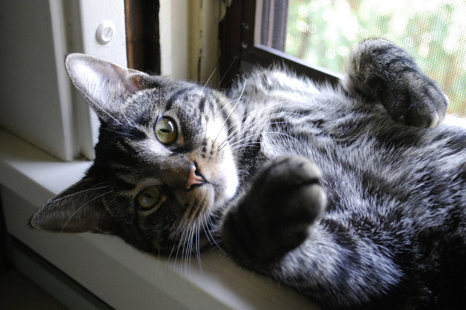Ein Sturz vom Balkon kann für Katzen lebensgefährlich sein.