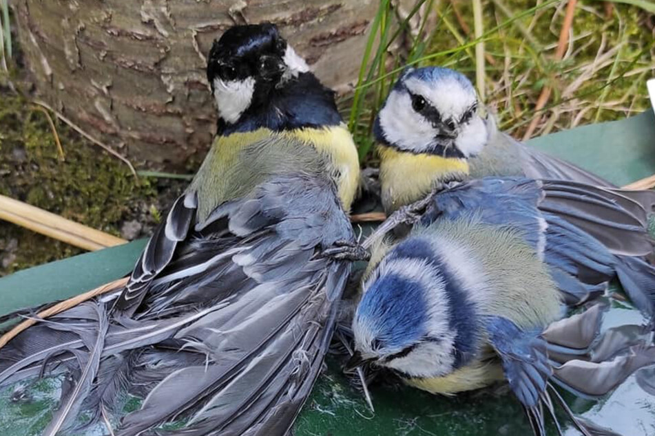Zwei Blaumeisen und eine Kohlmeise wurden aus einer Klebefalle gerettet. Für eine Meise endete der Vorfall tödlich.