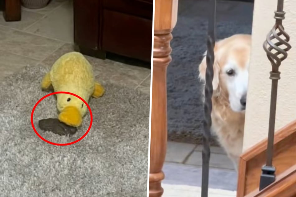 Die Stoffente liegt auf dem Hundehaufen. Hat Golden-Retriever-Dame Cali womöglich etwas damit zu tun?