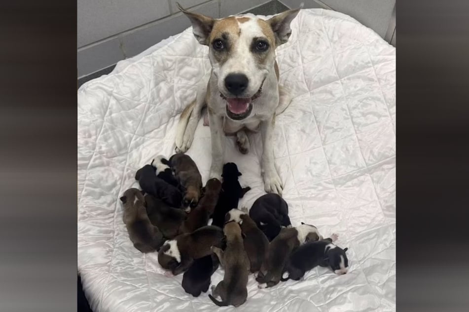 14 auf einen Streich: Mama Marina hat ganze Arbeit geleistet.