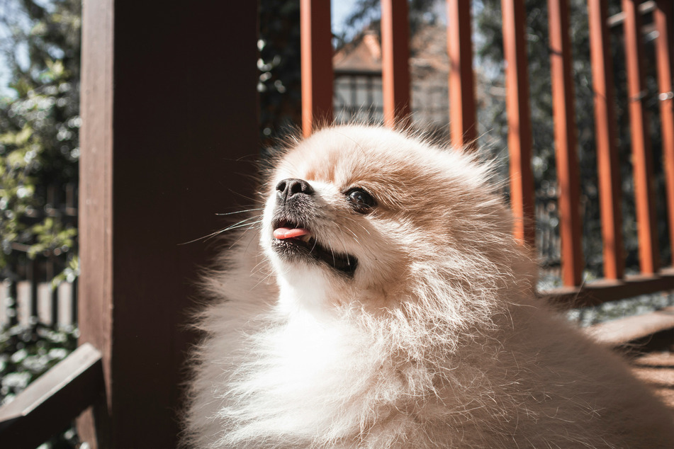Pomeranians are tiny, endlessly fluffy, and ridiculously lazy.