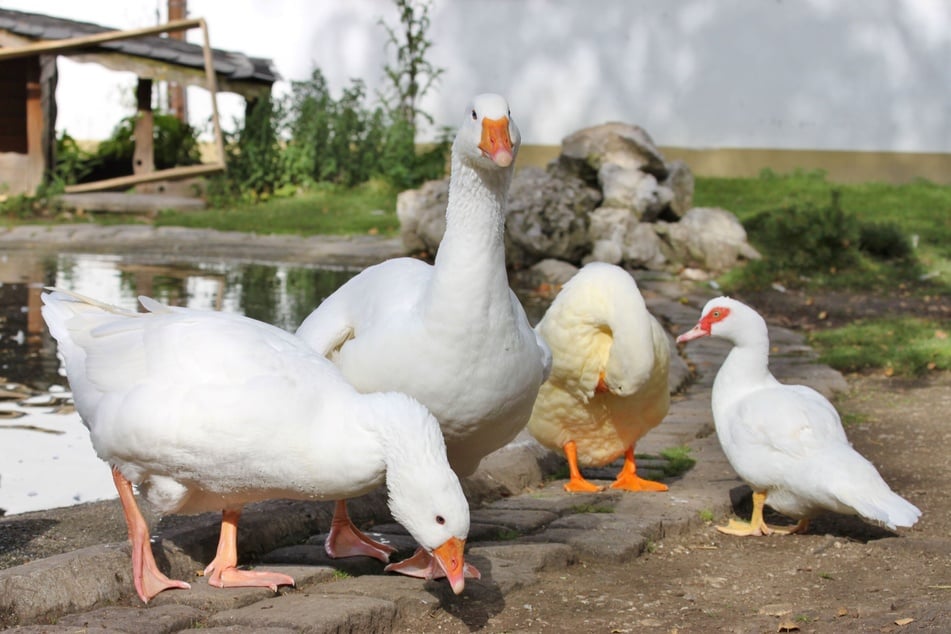 En el refugio de animales de Múnich, los gansos y patos pueden recuperarse de las dificultades de su vida anterior.