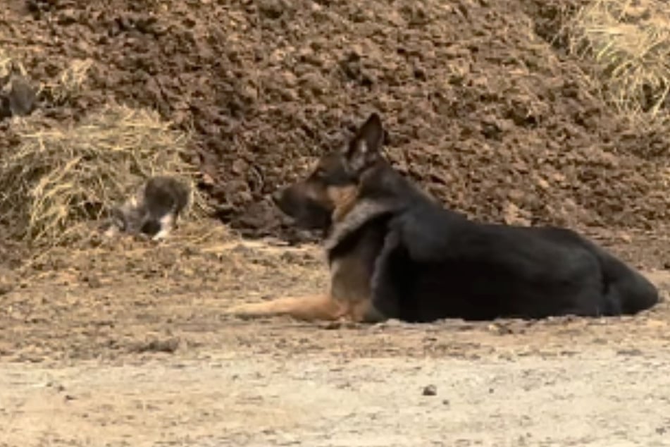 Schäferhund Cooper lag plötzlich ständig am Misthaufen - und das auch aus gutem Grund.