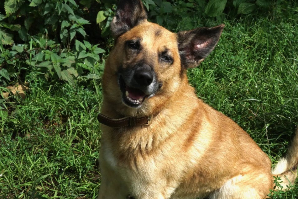Schäferhund-Mischling Ernie aus dem Hamburger Tierheim ist auf der Suche nach einem liebevollen Zuhause.