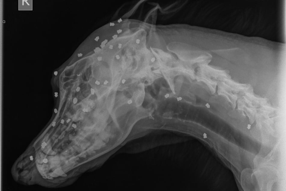 Erst ein Röntgenbild zeigt das wahre Ausmaß der Quälerei. In Keks' Kopf steckten 42 Projektile.
