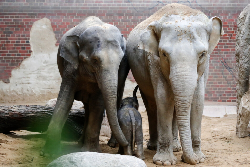 "Elefant, Tiger & Co." zeigt: So kommunizieren Elefanten