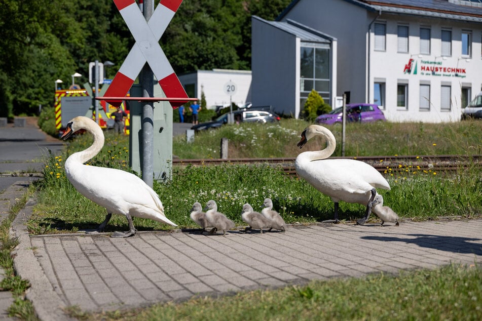 Wegen des tierischen Einsatzes kam es zu Behinderungen im Straßenverkehr.