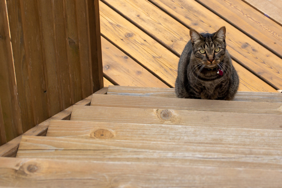Alte Katze kann keine Treppen mehr steigen: Ihr Besitzer kommt auf eine geniale Idee