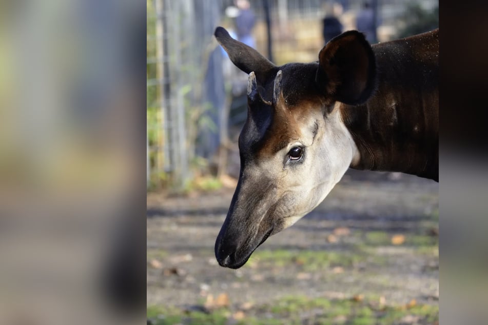 Okapi-Bulle Vitu wurde über 28 Jahre alt.