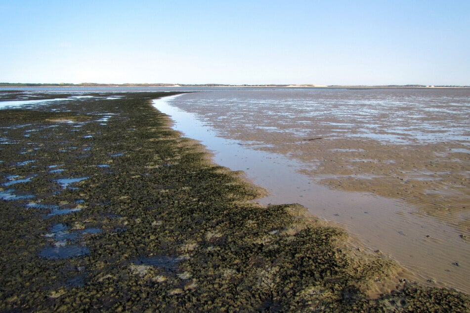 Die Auswirkungen der raschen Algen-Ausbreitung: In List häufen sich über sandigem Wattboden große Mengen Schlick an.