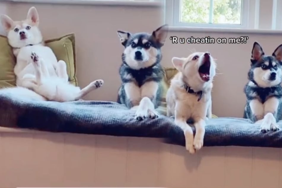 Attention hogs: puppies' hilarious reaction to owner ignoring them goes viral