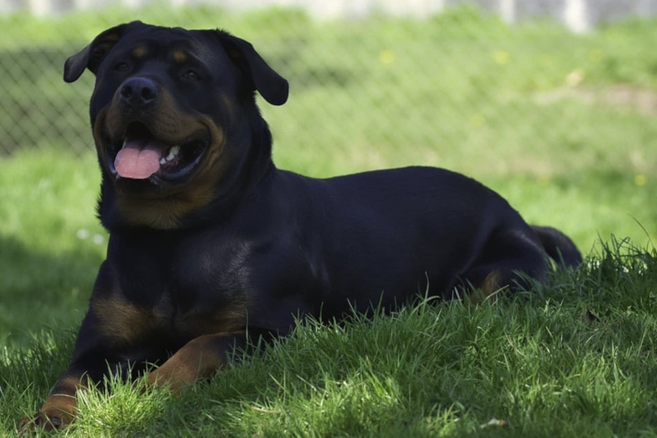 Rottweiler Oskar ist ein echter Pfundskerl, benötigt aber hundeerfahrene Menschen, die ihm klare Grenzen setzen.