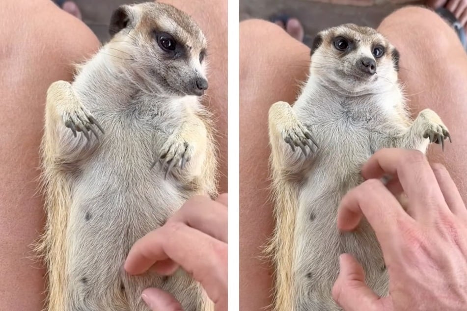 Orphaned meerkat gets a helping hand from kind animal rescuer in sweet viral clip