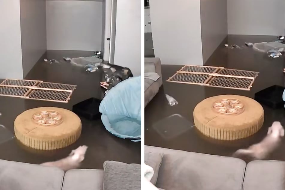 Bei einer Studentin in den USA lief bei starken Regenfällen die Wohnung voller Wasser. Ihre Hündin nahm daraufhin kurzerhand ein Bad.