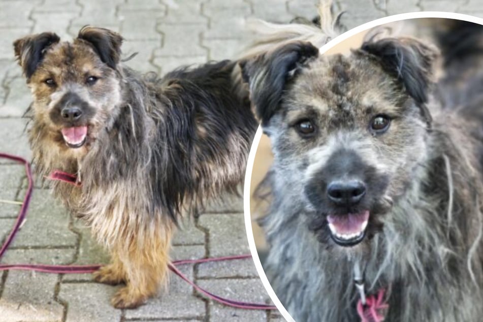 Elmo wartet auf sein Glück: Strubbeliger Terriermix sucht endlich ein Zuhause