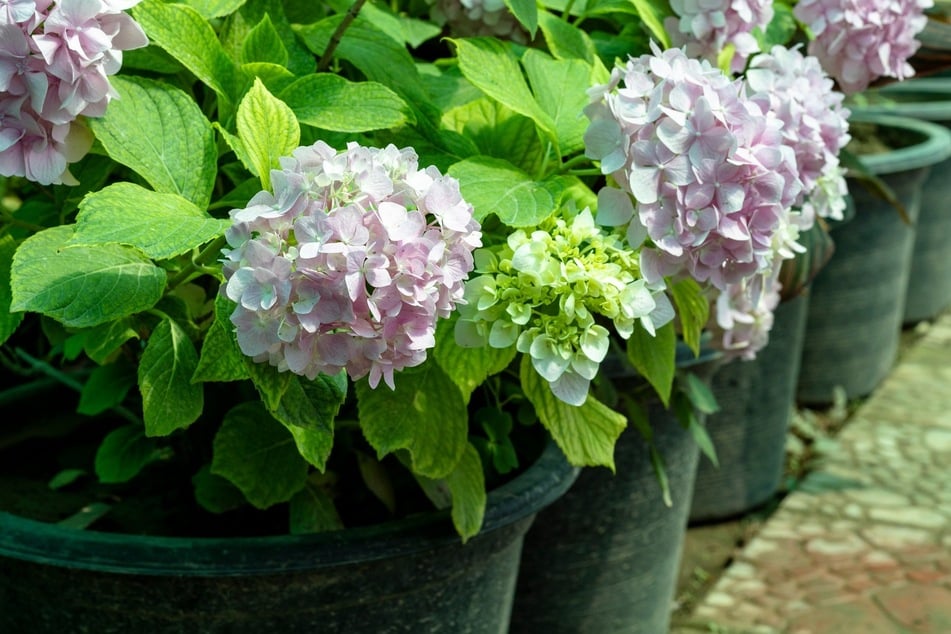 Nach dem Überwintern sollte man Hortensien im Topf langsam an den Standort gewöhnen.