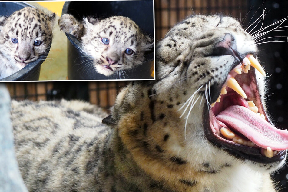 Zoo Leipzig: Klappt Urin-Trick der Tierpfleger bei den süßen Leoparden-Babys?