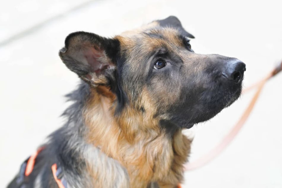 Für sein junges Alter ist Jasper schon äußerst gut erzogen.