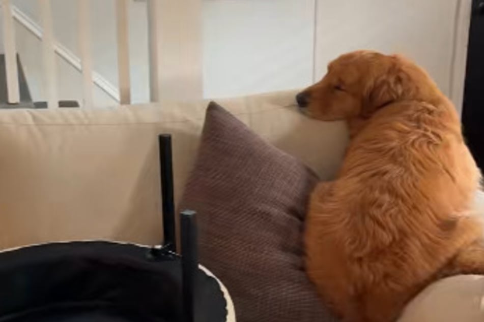 Le Golden Retriever est toujours triste : la raison fait rire tant de monde