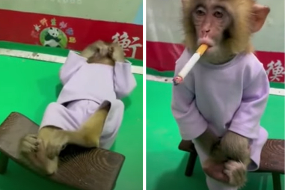 Das Video im Netz zeigt ein rauchendes Affenbaby. Die Kritik der Nutzer hat nicht lange auf sich warten lassen.
