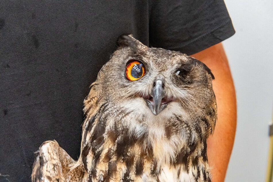 Die Wildvogelauffangstation platzt aus allen Nähten. Die Mitarbeitenden und die Vögel benötigen dringend Spenden.