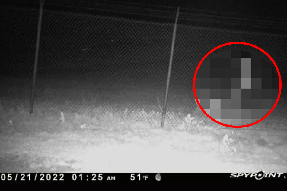 Wildkamera filmt mysteriöse Gestalt: Was schleicht da am Zaun entlang?