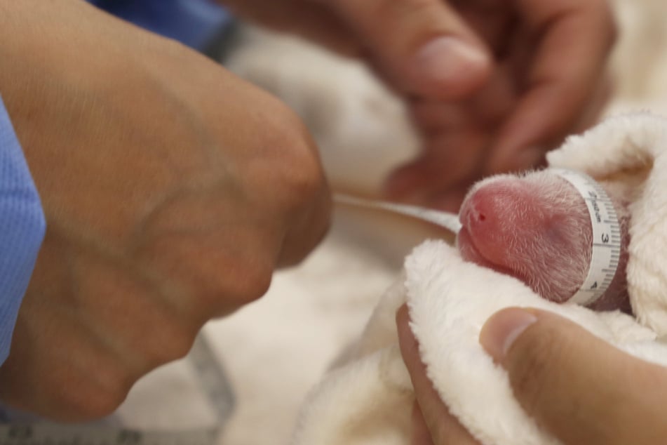 Gerade einmal drei Tage alt sind die Panda-Babys aus dem Berliner Zoo.