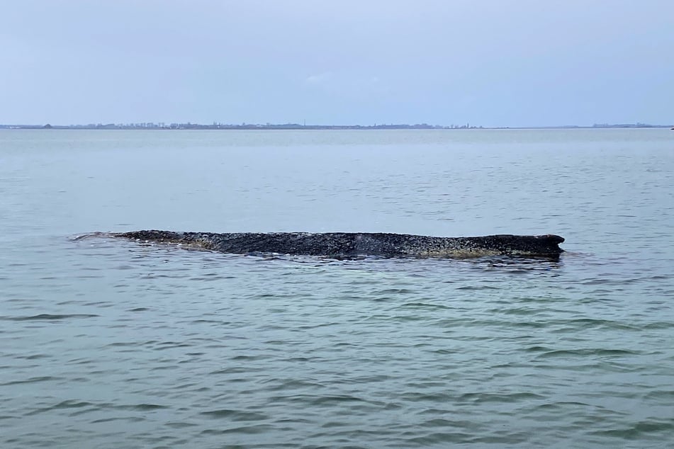 Der Buckelwal hängt auf einer Sandbank kurz vor Wismar fest.