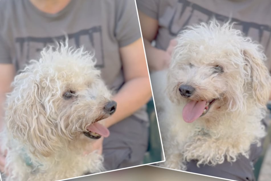 Hund Mäxchen lässt sich trotz der harten Vergangenheit nicht unterkriegen.