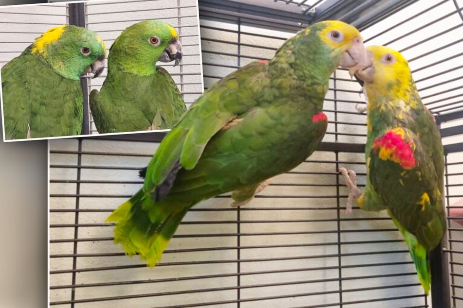 Wszystkie barwne rzeczy to 13: Egzotyki szukają was, lecz istnieją warunki.