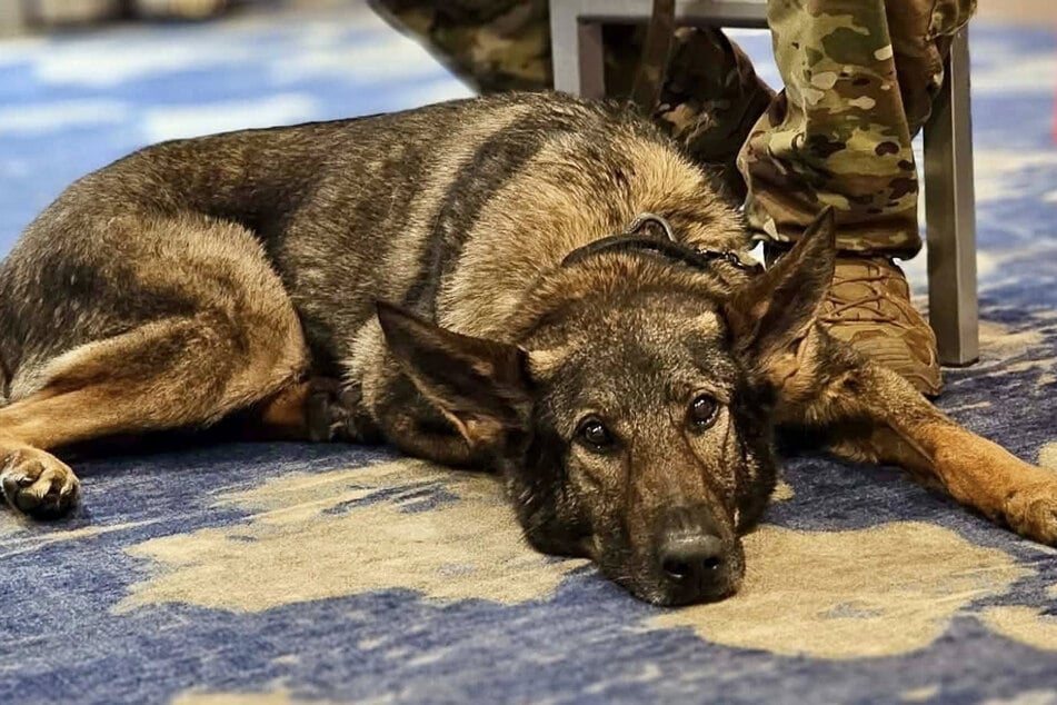 Hund Max wurde außerdem mit dem "Hero with a Heart"-Award ausgezeichnet.