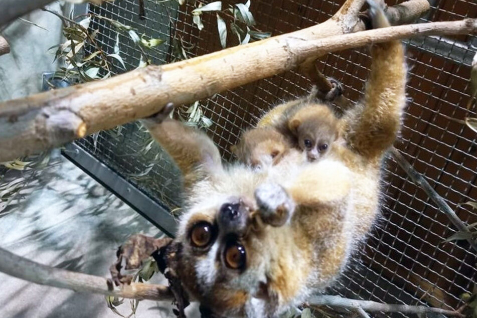 Zwergplumplori-Weibchen Sue (4) hat gleich zwei tierisch niedliche Babys zur Welt gebracht.