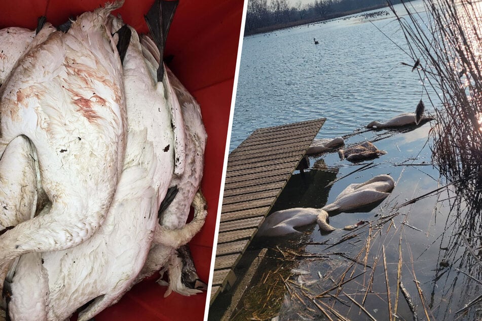 Vogelseuche verwandelt sächsischen See in Tierfriedhof: 100 tote Schwäne treiben im Wasser