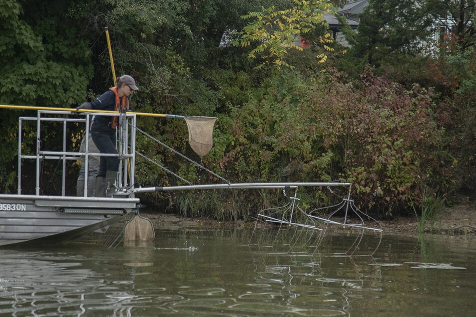 A Fisheries and Oceans Canada team member conducts electrofishing while patrolling the Grand River in Dunnville, Ontario, in search of invasive Grass Carp specimens on September 25, 2025.