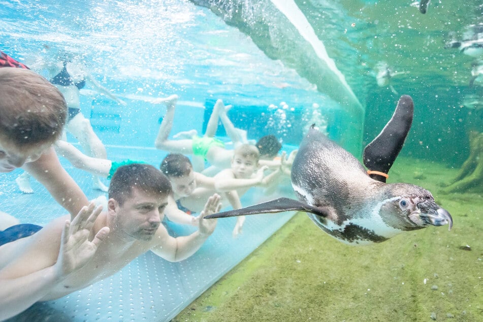 Erlebnisbad im Spreewald überrascht mit Pinguinen